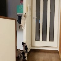 袖壁からずり落ちる子猫と避難する3匹の子猫