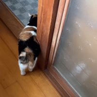 移動する猫