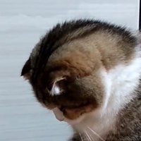 猫のオモチャを見て動かなくなった猫