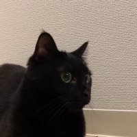 香箱座り