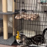 扉を噛む猫