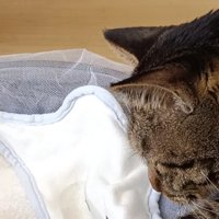 猫と赤ちゃん