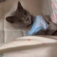 猫にかかっている布団をめくる飼い主