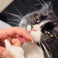 飼い主さんに歯磨きシートで歯を磨いてもらうスコティッシュフォールド