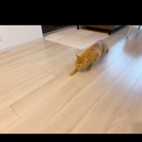 ビビる猫