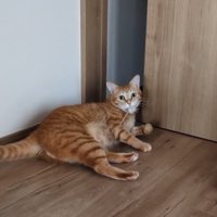 ドアの前転で倒れる猫