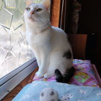 窓際でお座りする猫