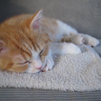 タオルの上で寝る猫