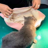 動き出す猫