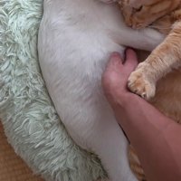 くっついている2匹の猫