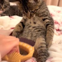 お腹の下の方をブラッシングされる猫（奥にもう一匹の猫）