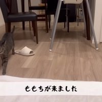 ももちが来ました