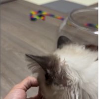 手のひらの上におやつを乗せた人とおやつを食べようとしている猫