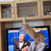 落ちる茶トラ猫