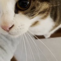 撫でられて甘える猫
