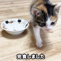 ごはんを食べ終えた子猫