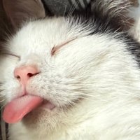 熟睡する猫