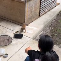 少し離れた場所から子どもを見る子猫