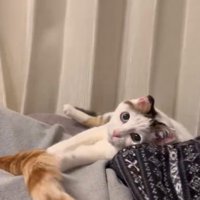 カメラ目線の猫