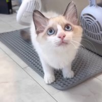 見上げるたぬ子ちゃん