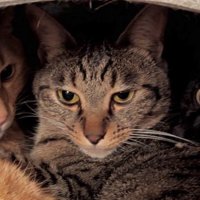 正面を向く猫