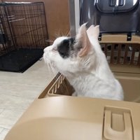 キャリーから顔を出す猫