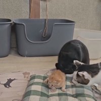 子猫の周りに集まる猫たち