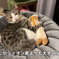 ぬいぐるみとくつろぐ猫