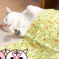 布団をかけた猫の上半身のみ