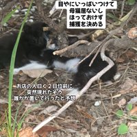 外にいる子猫たち