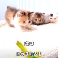 おもちゃで遊ぶ子猫
