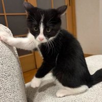 ソファーにいる猫