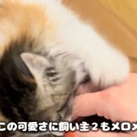 手に甘える子猫（そしてこの可愛さに飼い主2もメロメロで…）