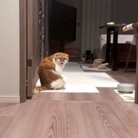 飼い主をふり返って顔を険しくする猫