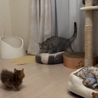 スコティッシュフォールドと見つめ合う子猫