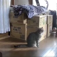 猫と段ボール