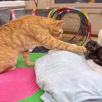 クッションにいる猫に前足を伸ばす猫