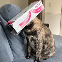 ティッシュの空き箱を被る猫3