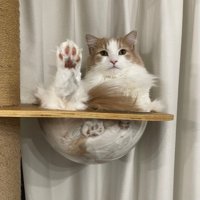 ボウルに入っている猫