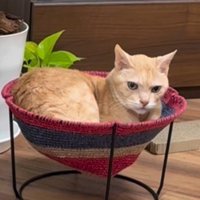 ハンモックに入っている猫