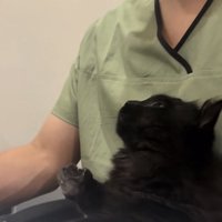 仕事中の飼い主の足の上に乗るミックス猫