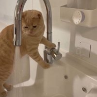 流しに立っている猫