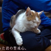 くつろぐ猫