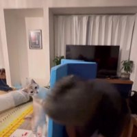 遊んでいる猫とパパさん