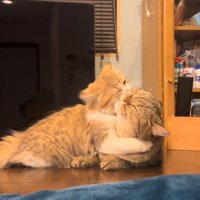 抱きしめる猫