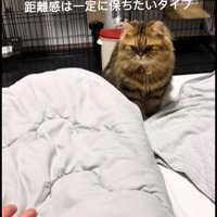 ベッドの上に座っている猫