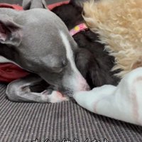 犬たちの間で寝る子猫