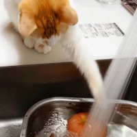 前足を使って、水に浮いているリンゴを引き寄せようとする茶白猫