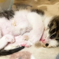 ミケ子猫の紹介