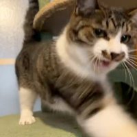 猫パンチする猫